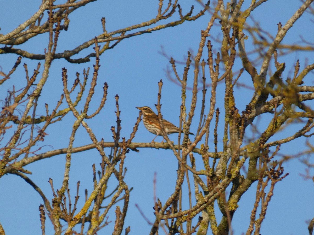 Redwing - ML646919697