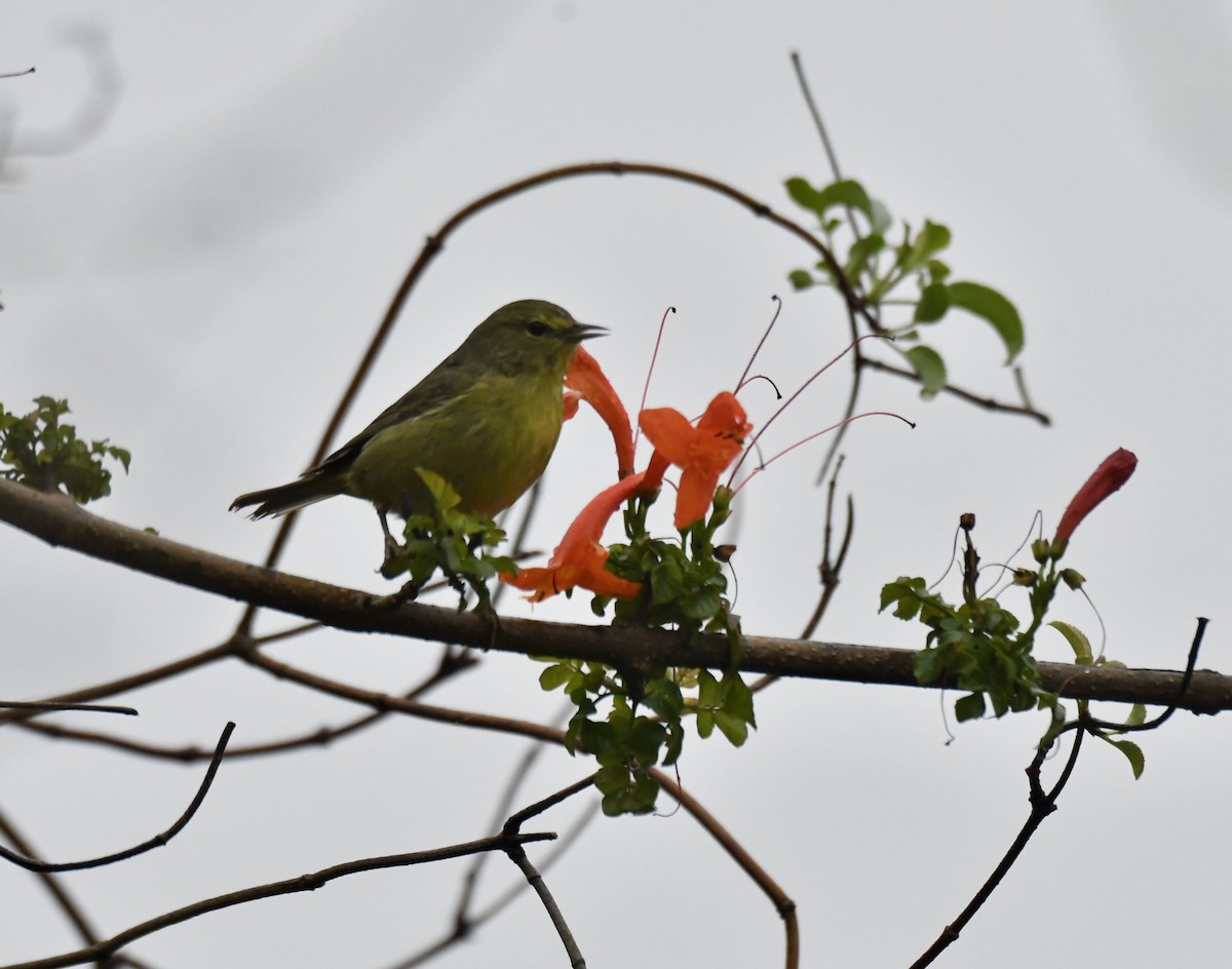 Orange-crowned Warbler - ML646919699