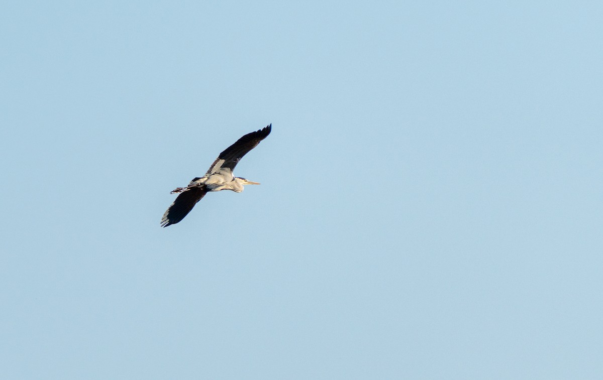 Gray Heron - ML646919700