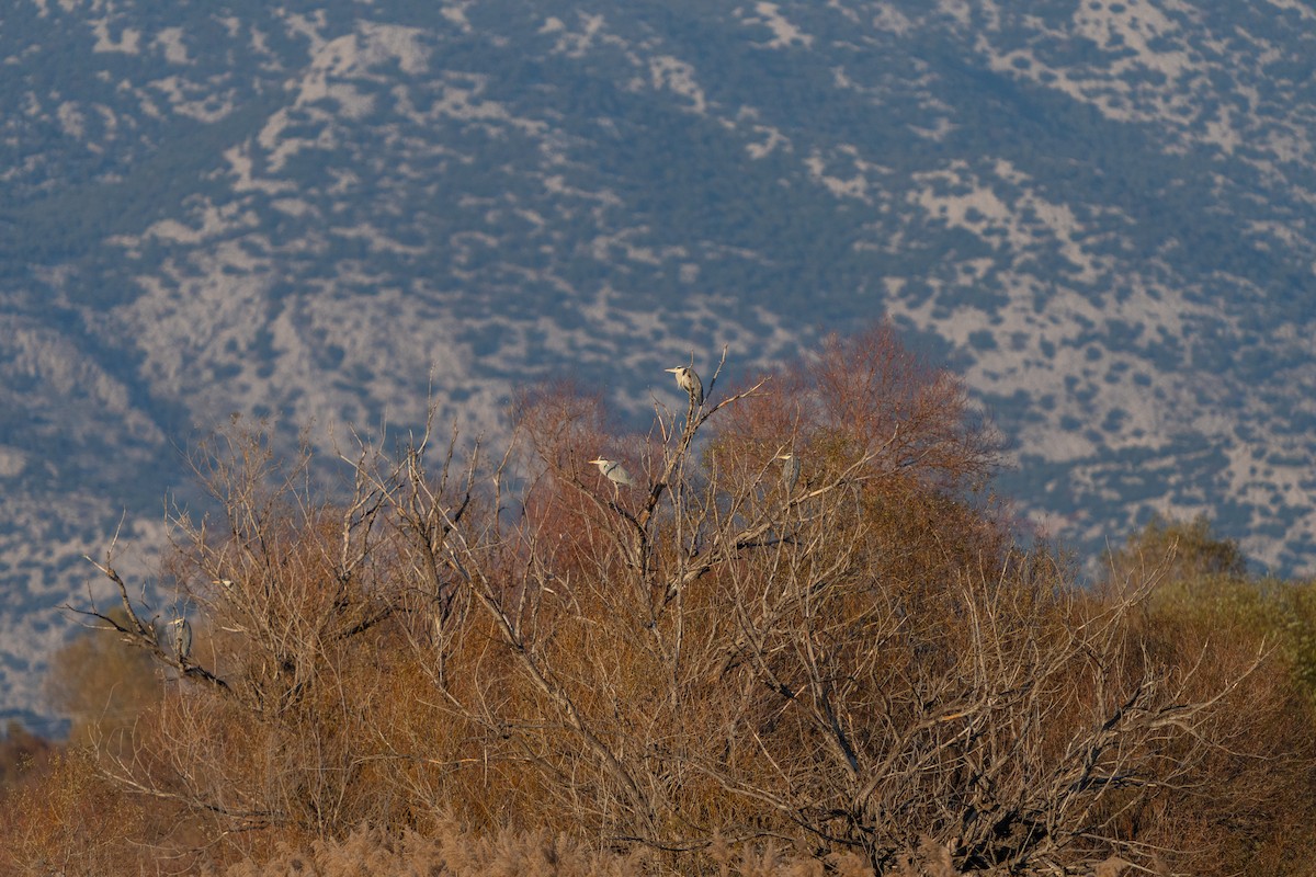 Gray Heron - ML646919701