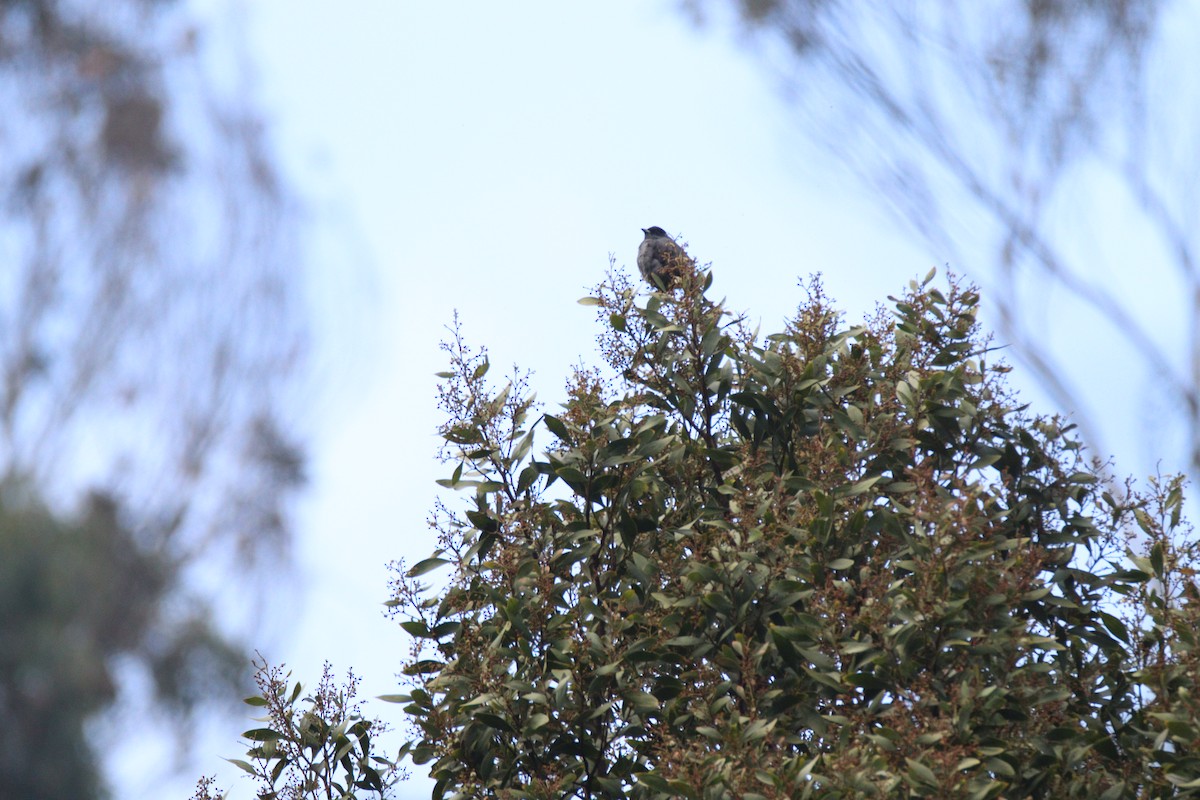 Red-crested Cotinga - ML646919704
