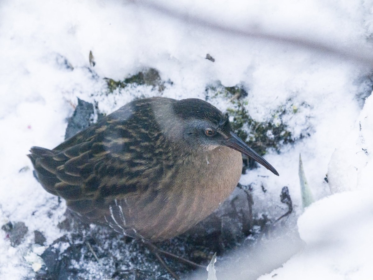 Virginia Rail - ML646919705