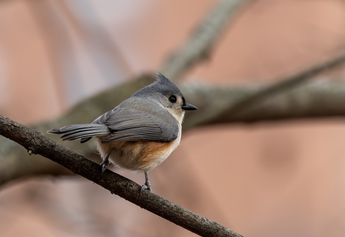 Tufted Titmouse - ML646919706
