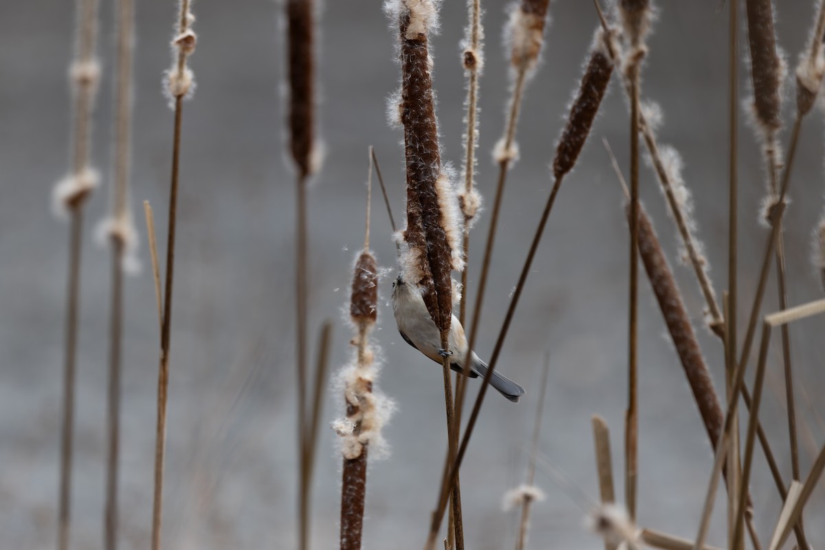 Tufted Titmouse - ML646919707