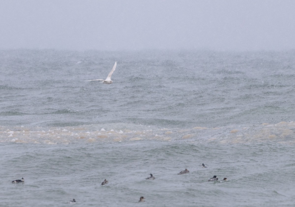 Glaucous Gull - ML646919713