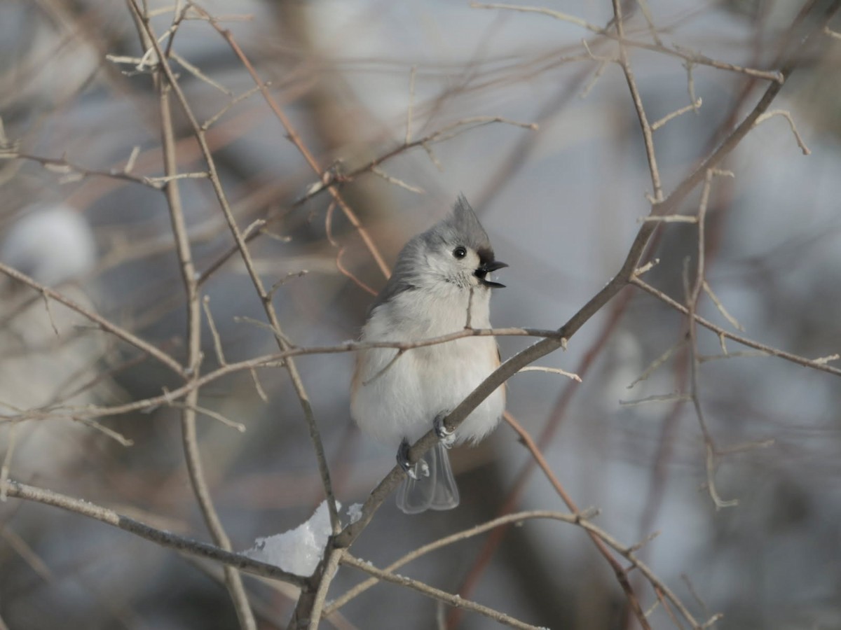 Tufted Titmouse - ML646919715