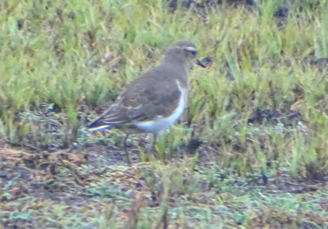 Rufous-chested Dotterel - ML646919716