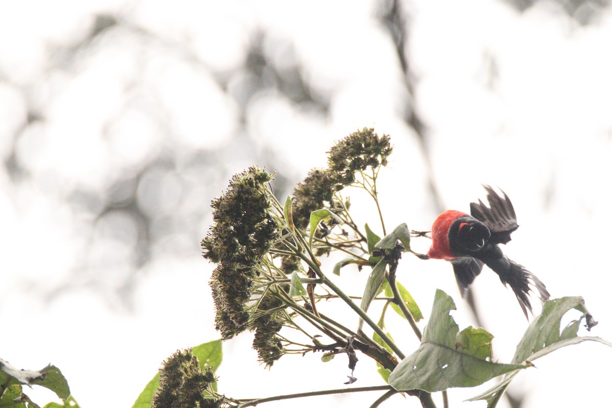 Scarlet-bellied Mountain Tanager - ML646919717