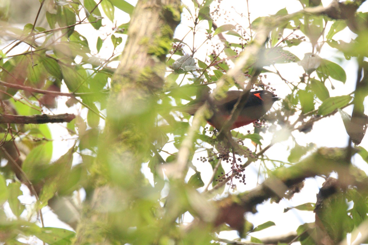 Scarlet-bellied Mountain Tanager - ML646919718