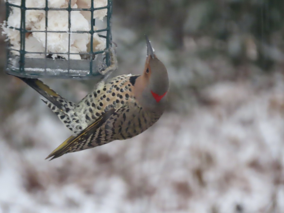 Northern Flicker (Yellow-shafted) - ML646919719