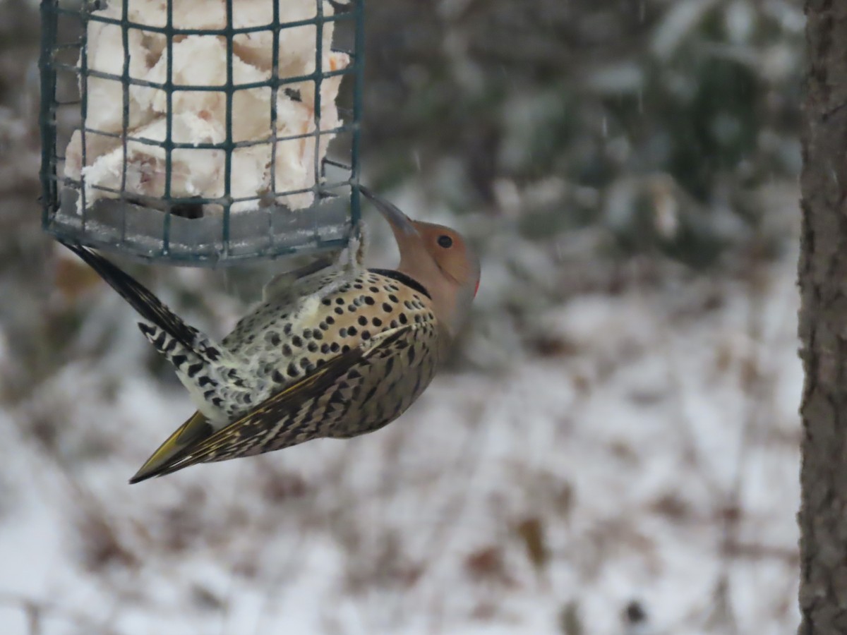 Northern Flicker (Yellow-shafted) - ML646919721