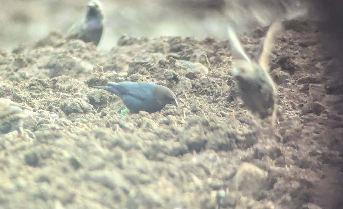 Brown-headed Cowbird - ML646919722