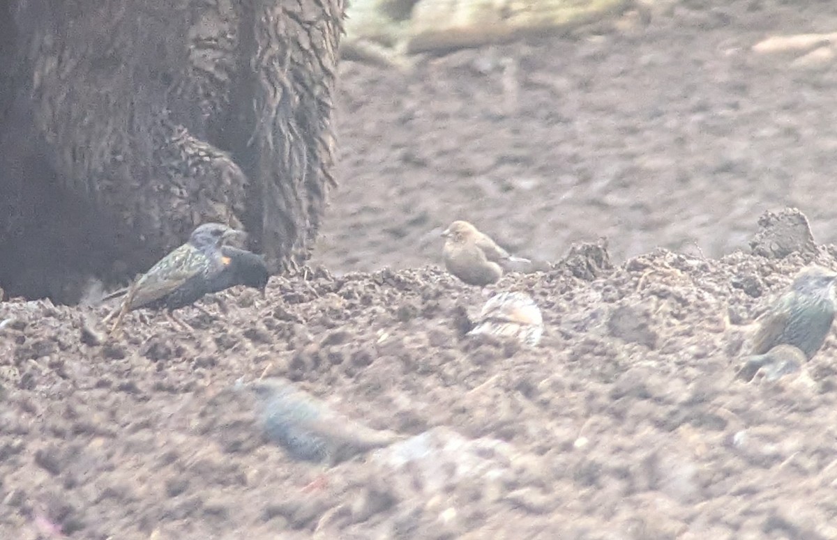 Brown-headed Cowbird - ML646919723
