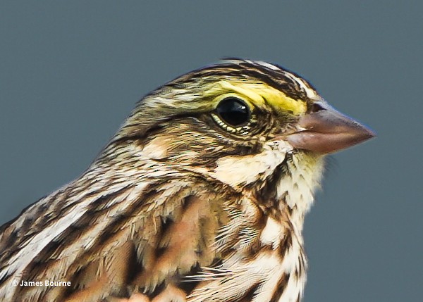 Savannah Sparrow - ML646919724