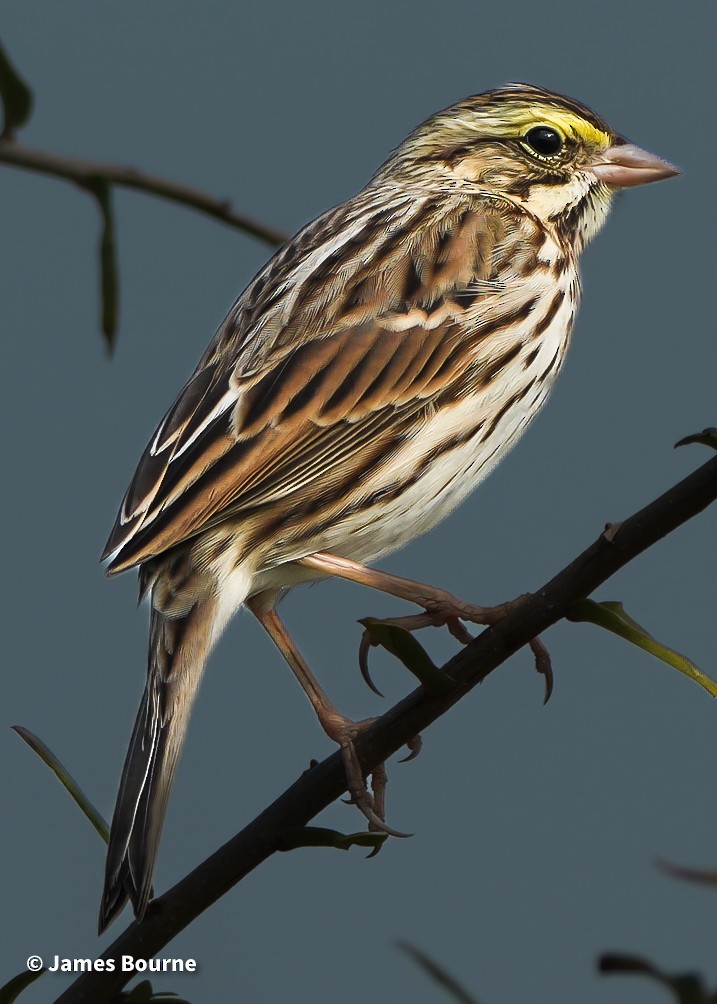 Savannah Sparrow - ML646919725