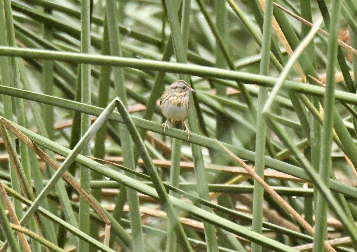 Lincoln's Sparrow - ML646919726