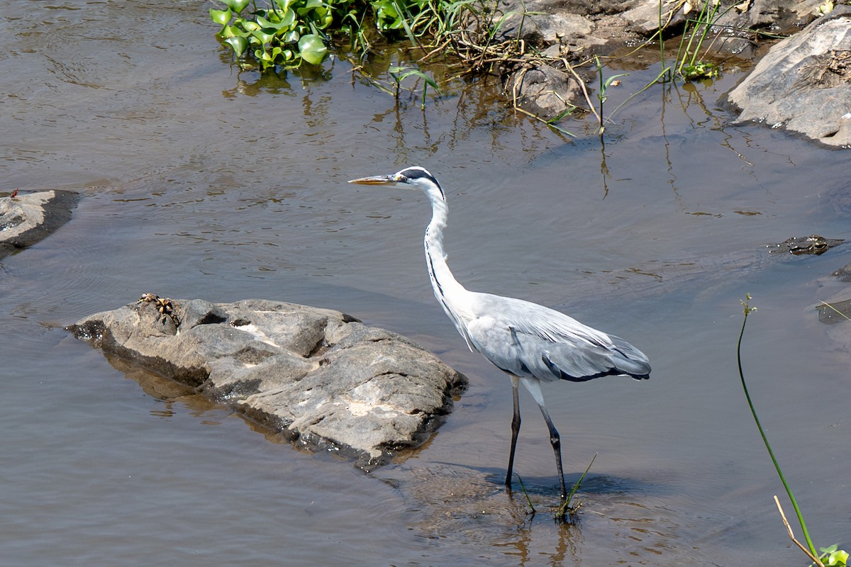 Gray Heron (Gray) - ML646919727