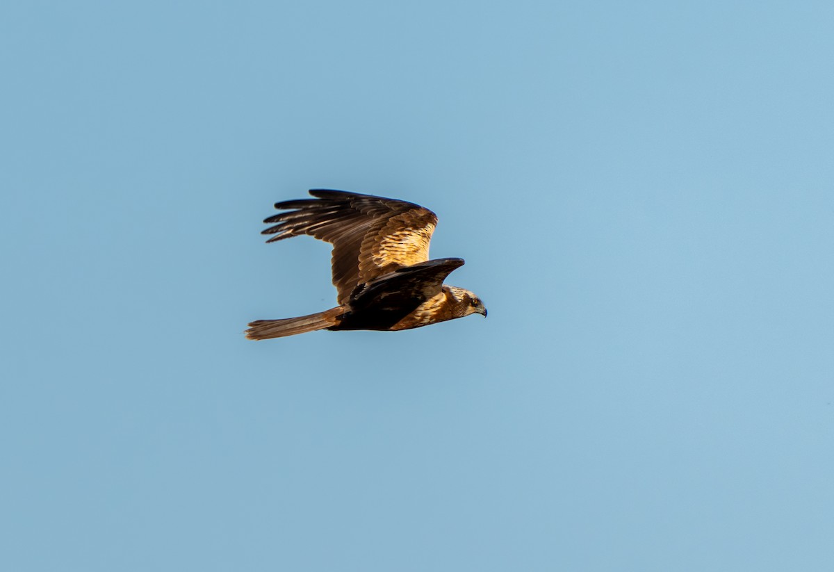 Western Marsh Harrier - ML646919728