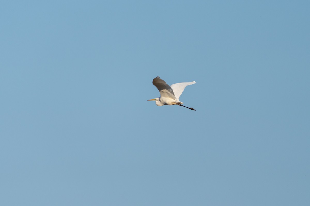 Western Marsh Harrier - ML646919731