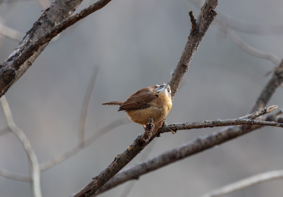 Carolina Wren - ML646919732