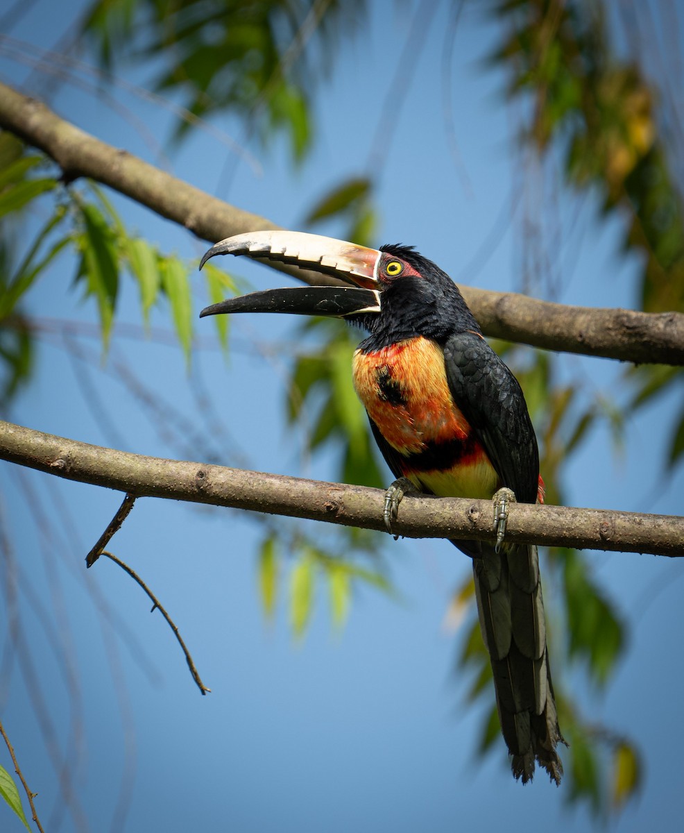 Collared Aracari - ML646919736