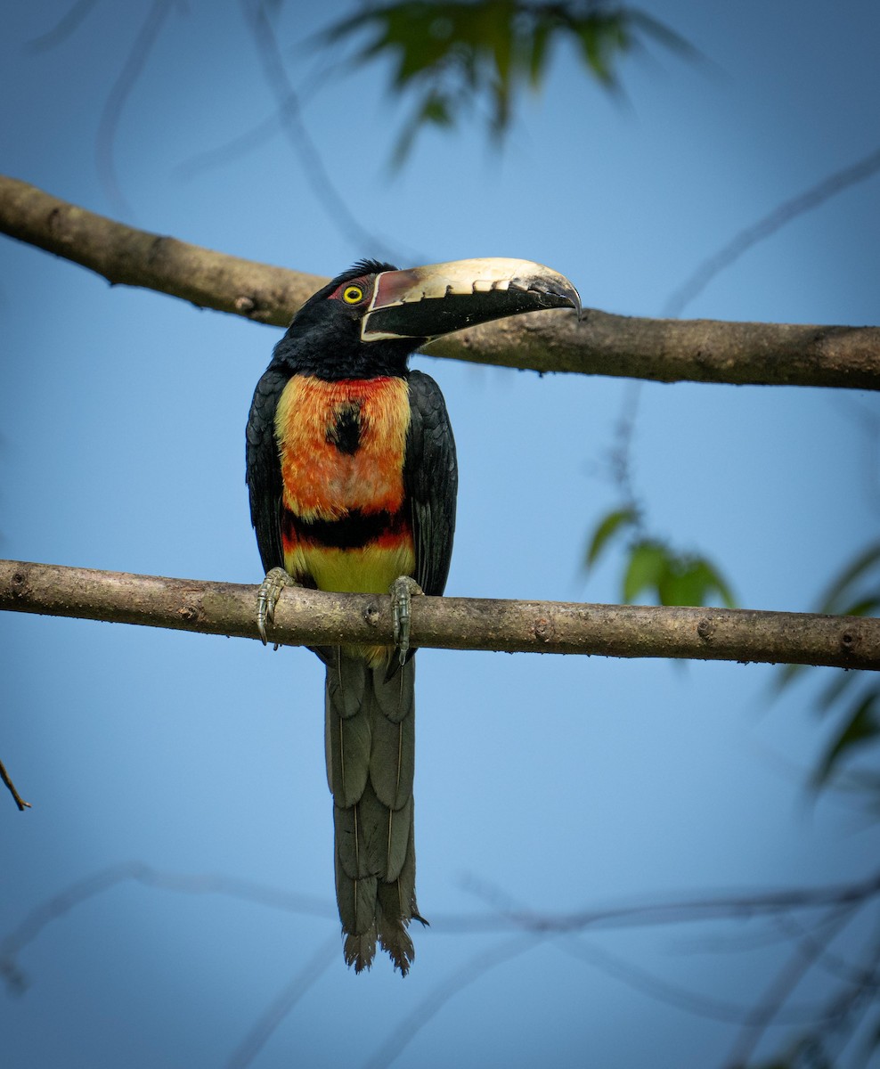 Collared Aracari - ML646919737