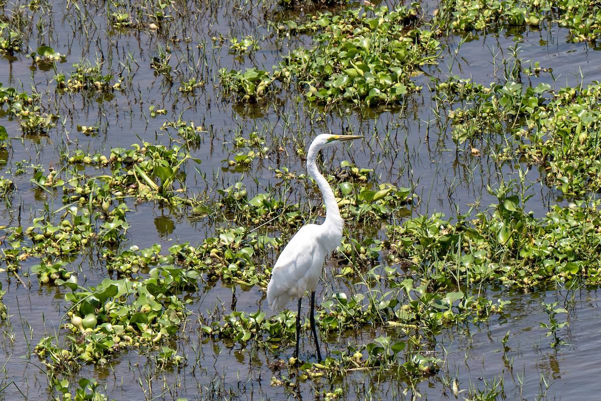 Great Egret - ML646919738