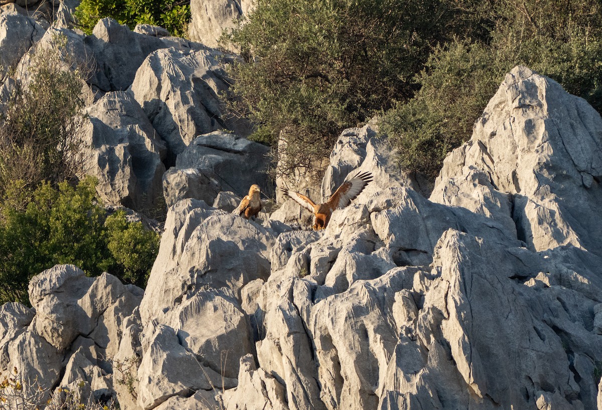Long-legged Buzzard - ML646919744