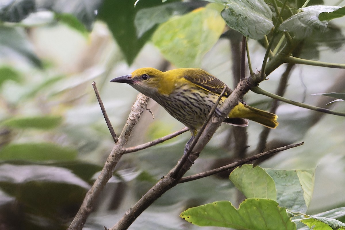 זהבן הודי - ML646919745
