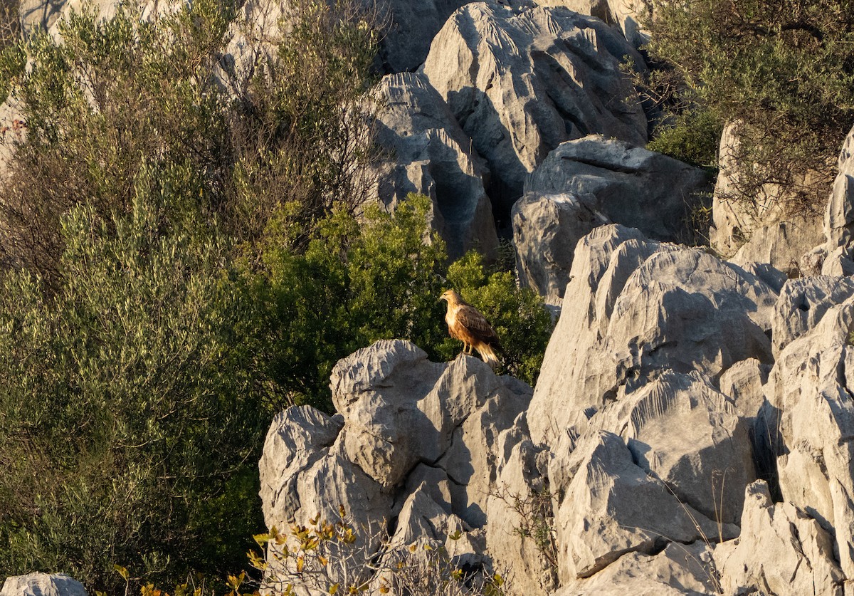 Long-legged Buzzard - ML646919748