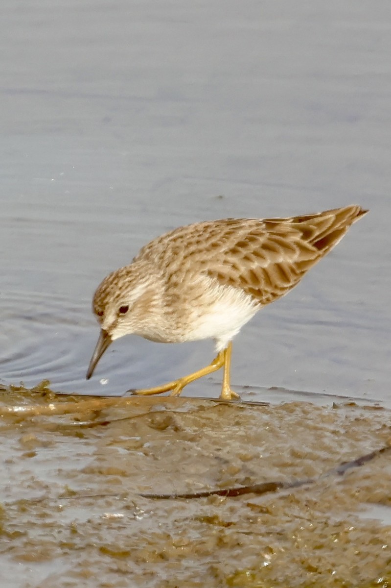 Cüce Kumkuşu - ML646919764