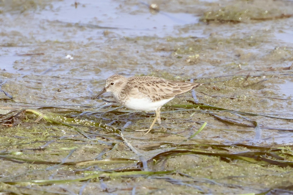 Cüce Kumkuşu - ML646919765