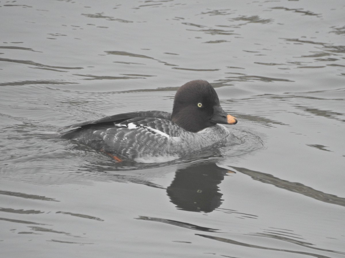 Common Goldeneye - ML646919766
