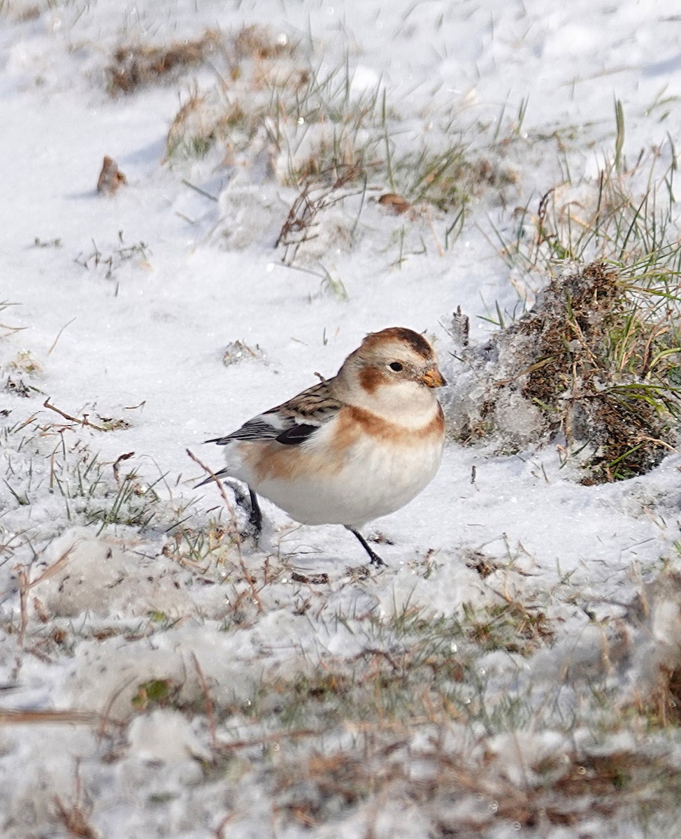 Snow Bunting - ML646919767