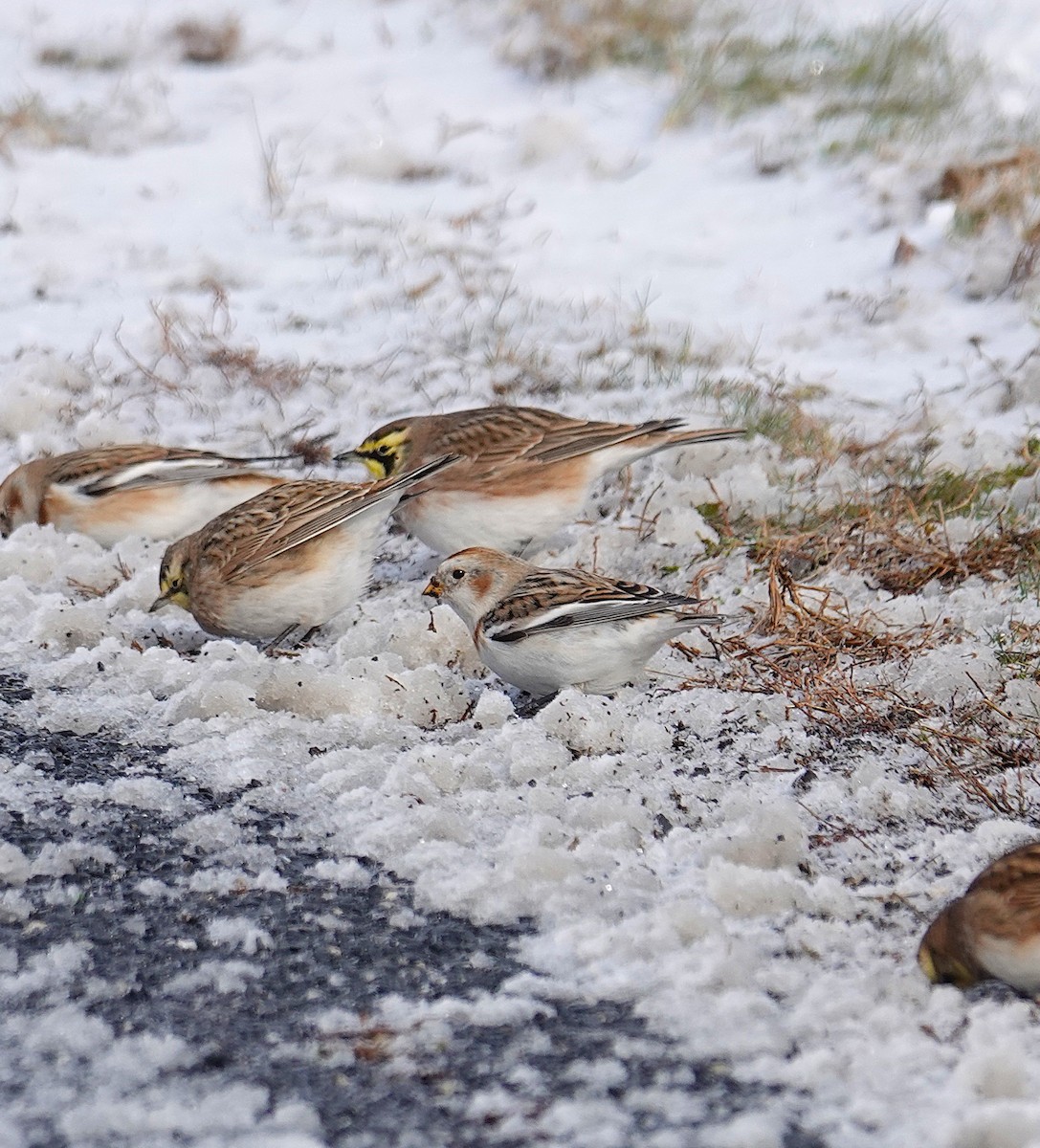 Snow Bunting - ML646919769