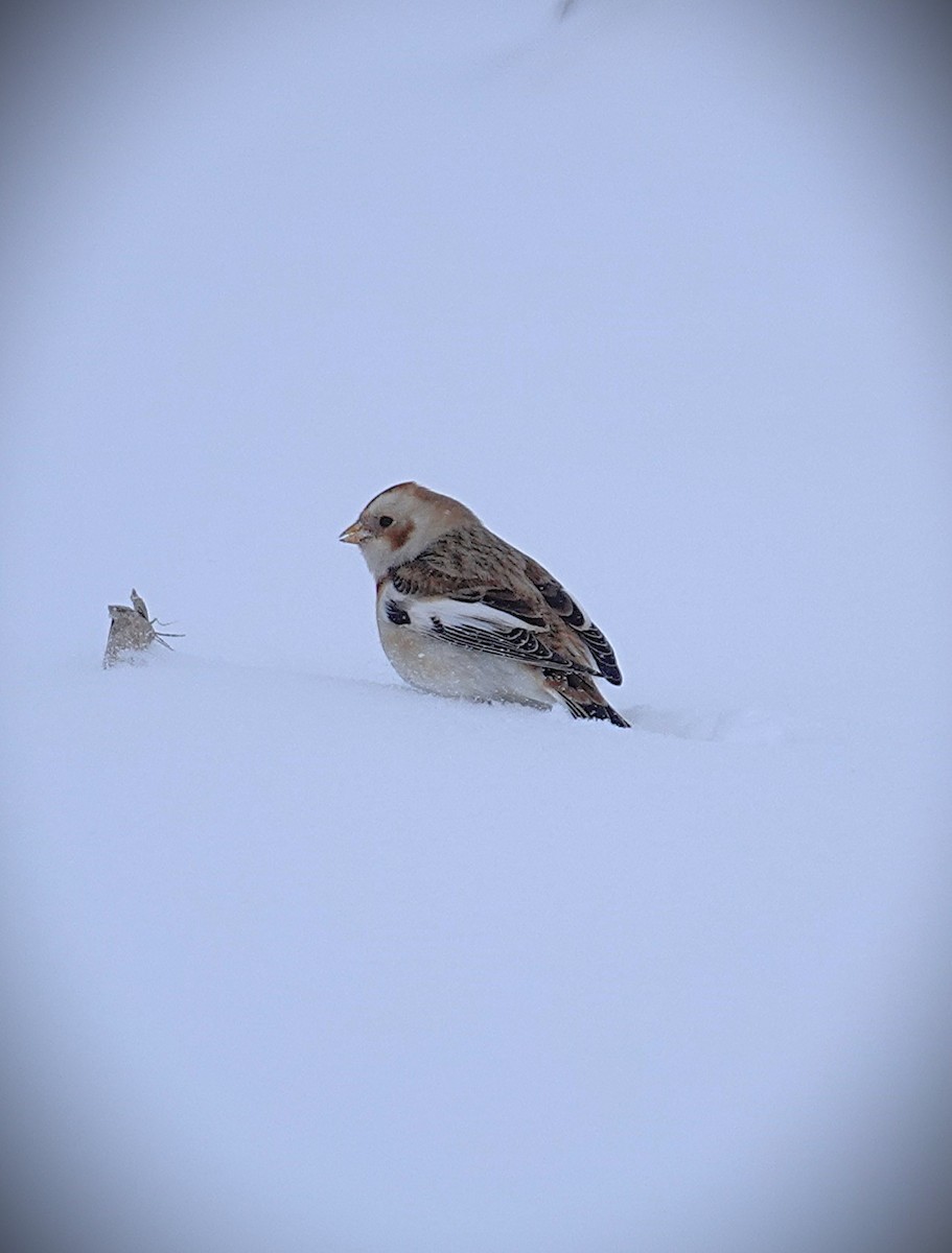 Snow Bunting - ML646919770