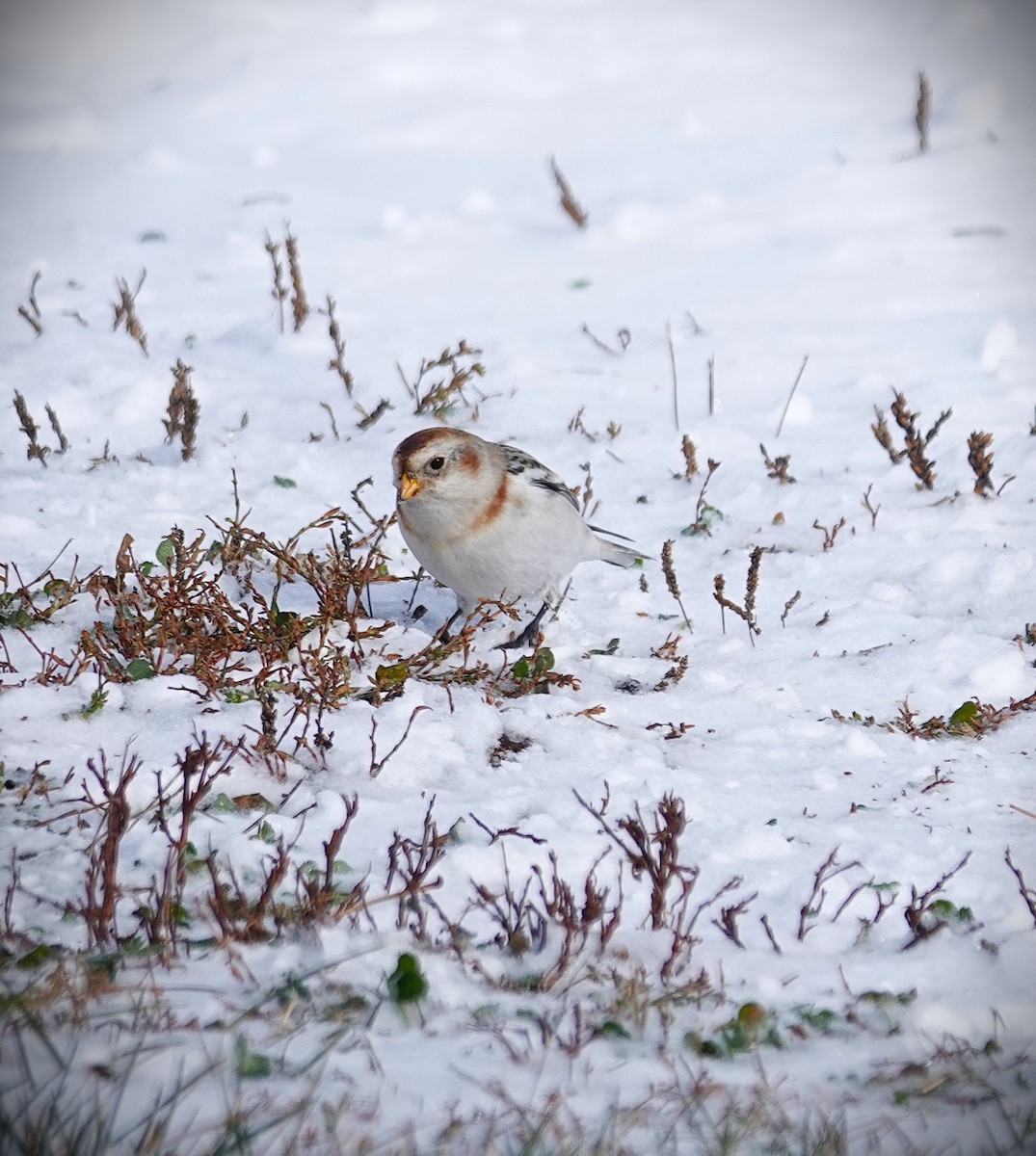 Snow Bunting - ML646919772