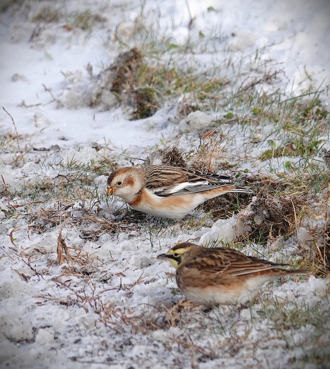Snow Bunting - ML646919773