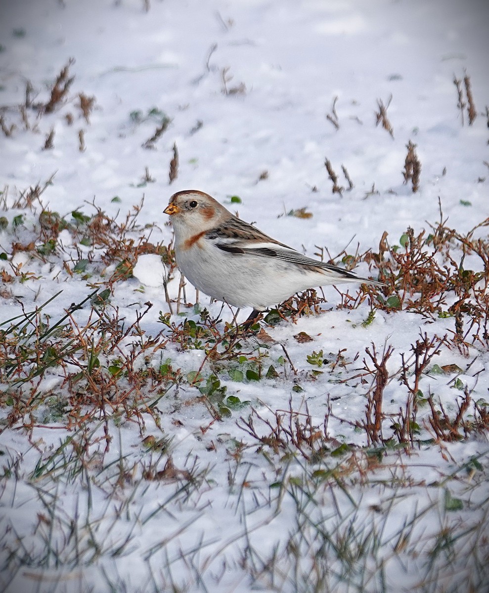 Snow Bunting - ML646919775