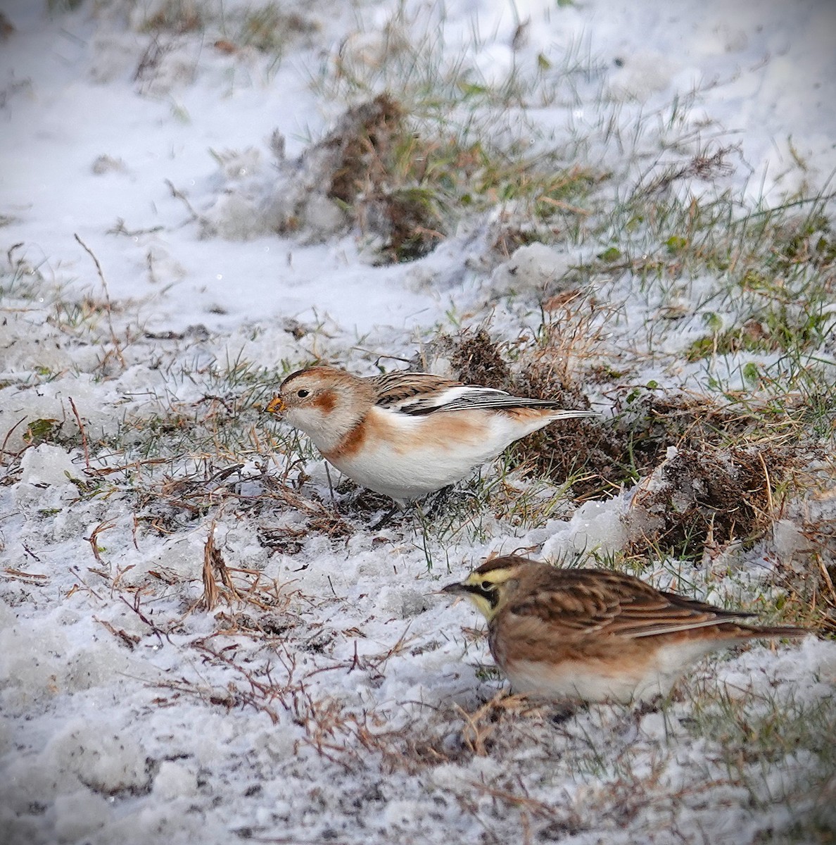 Snow Bunting - ML646919776