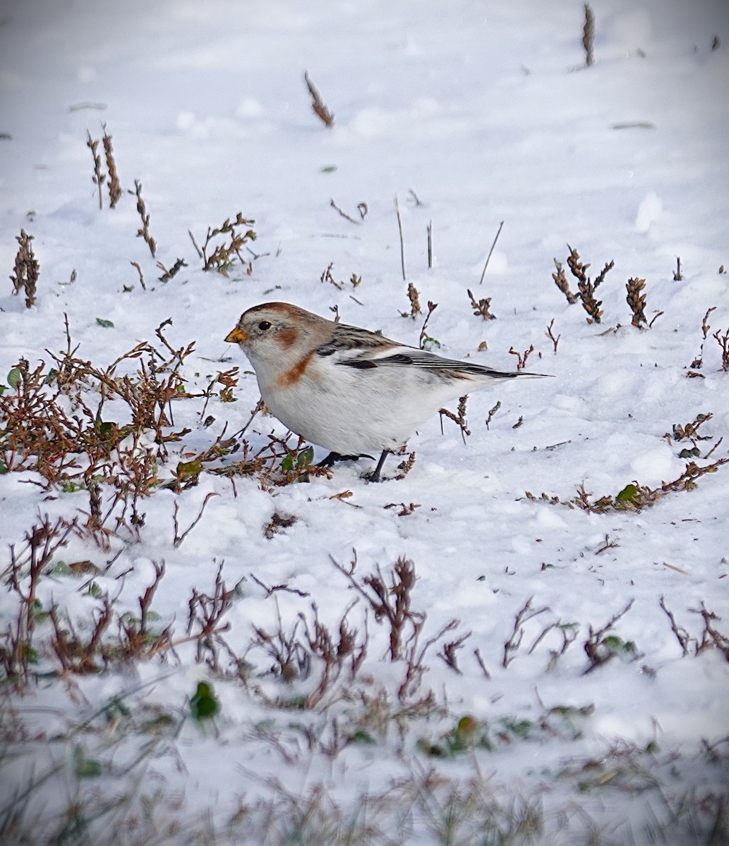 Snow Bunting - ML646919777