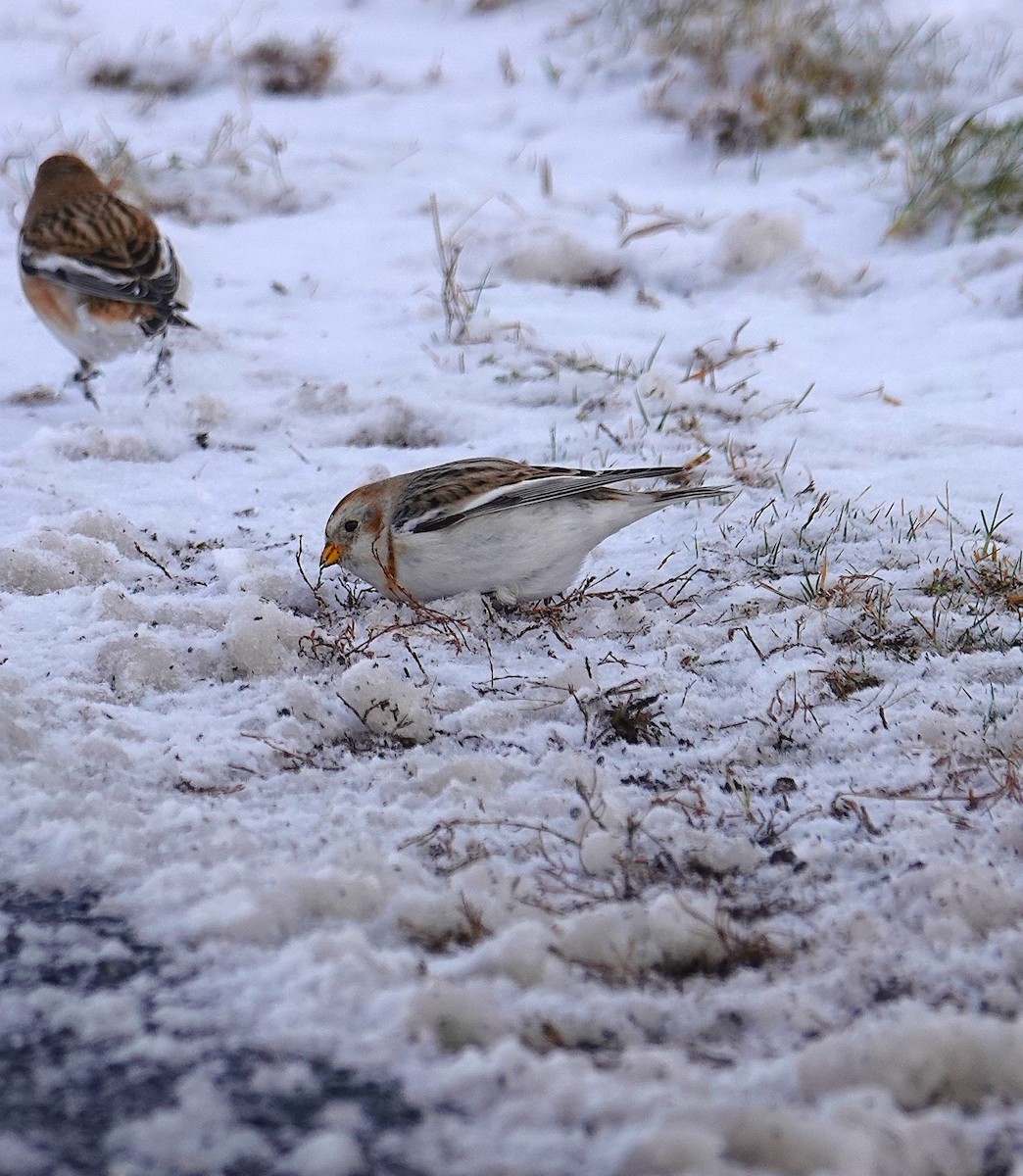 Snow Bunting - ML646919778