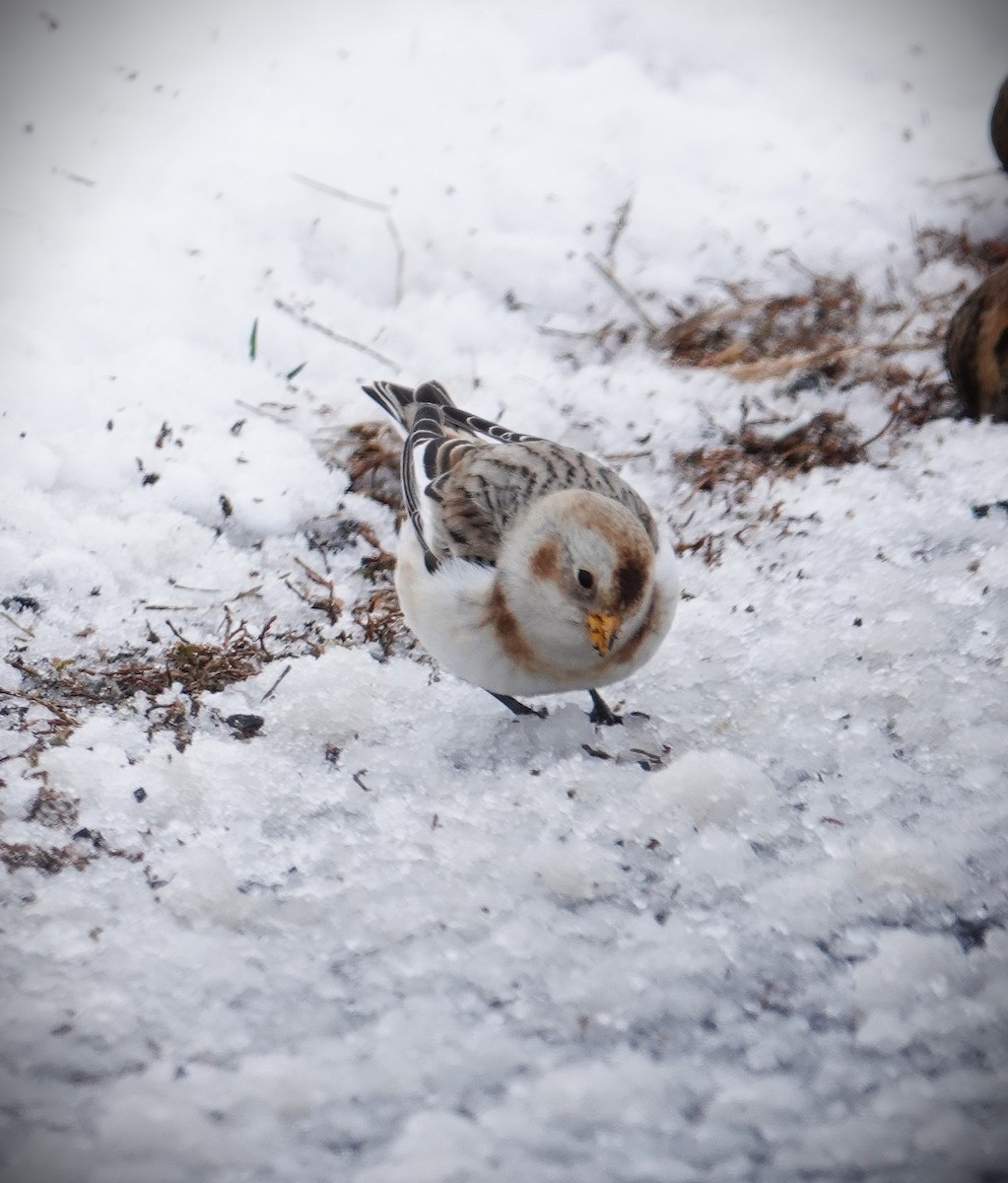 Snow Bunting - ML646919779