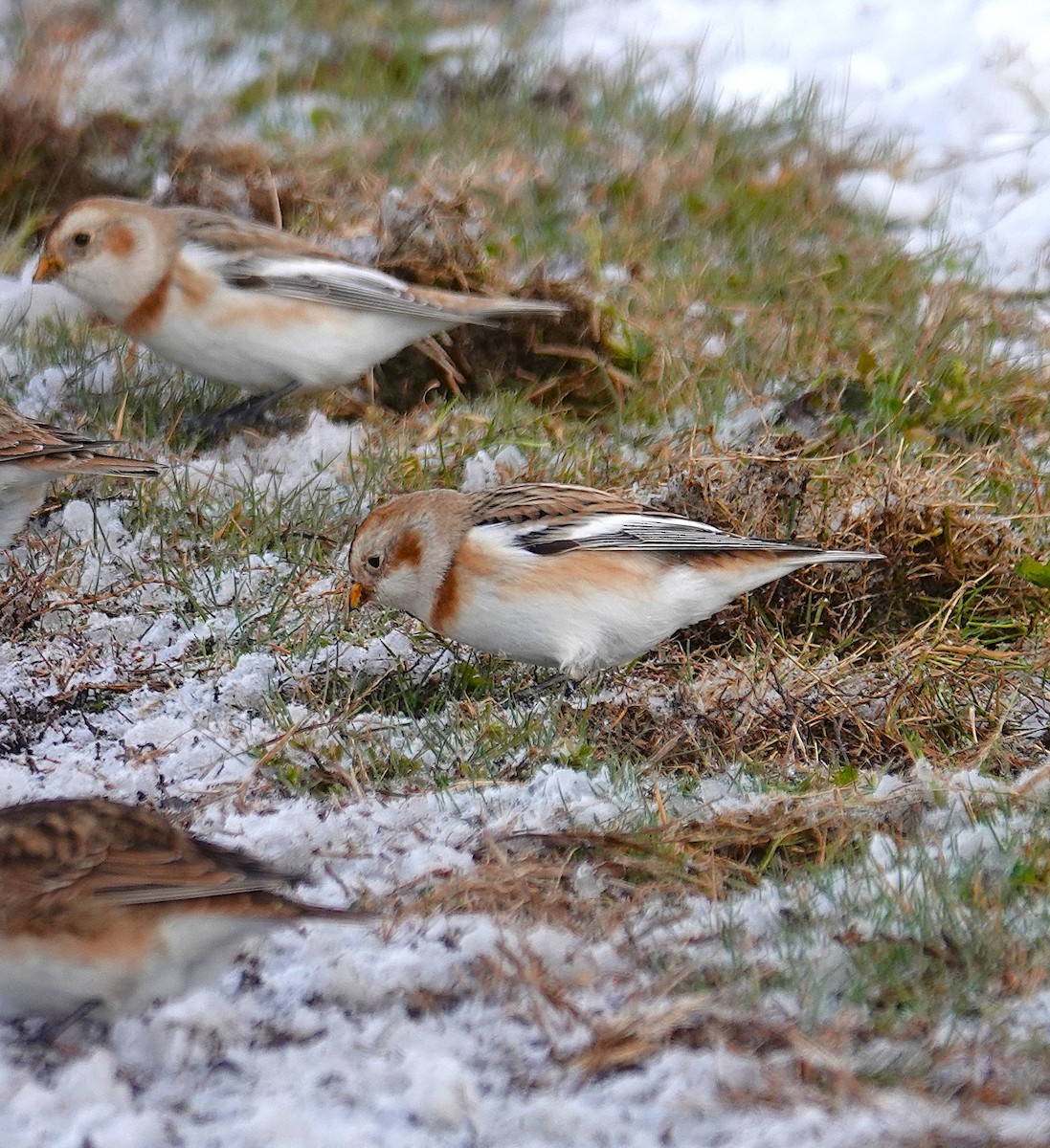 Snow Bunting - ML646919781