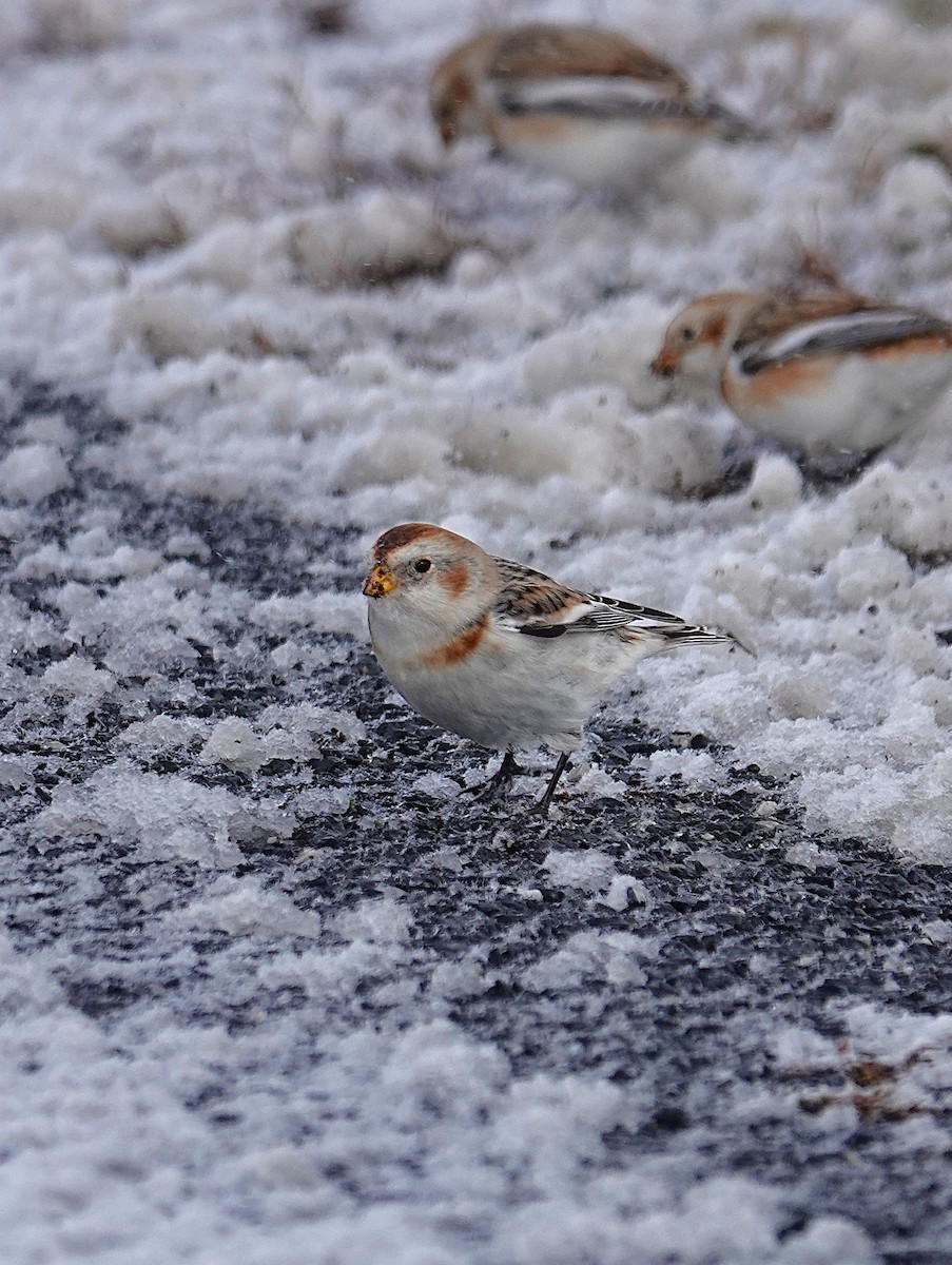 Snow Bunting - ML646919782