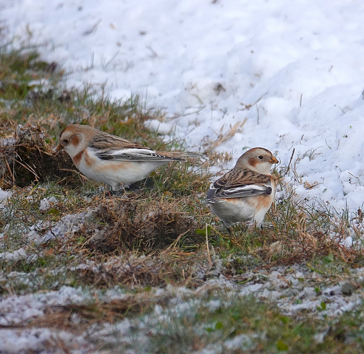 Snow Bunting - ML646919783