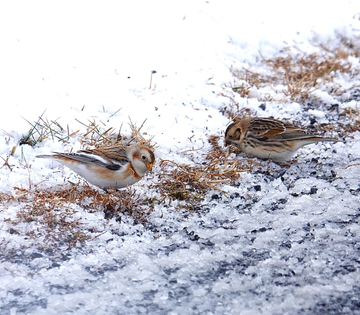 Snow Bunting - ML646919784