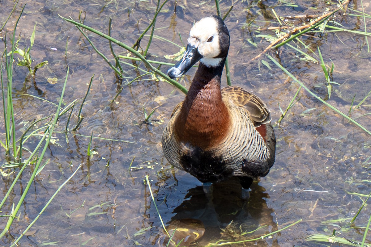 White-faced Whistling-Duck - ML646919786