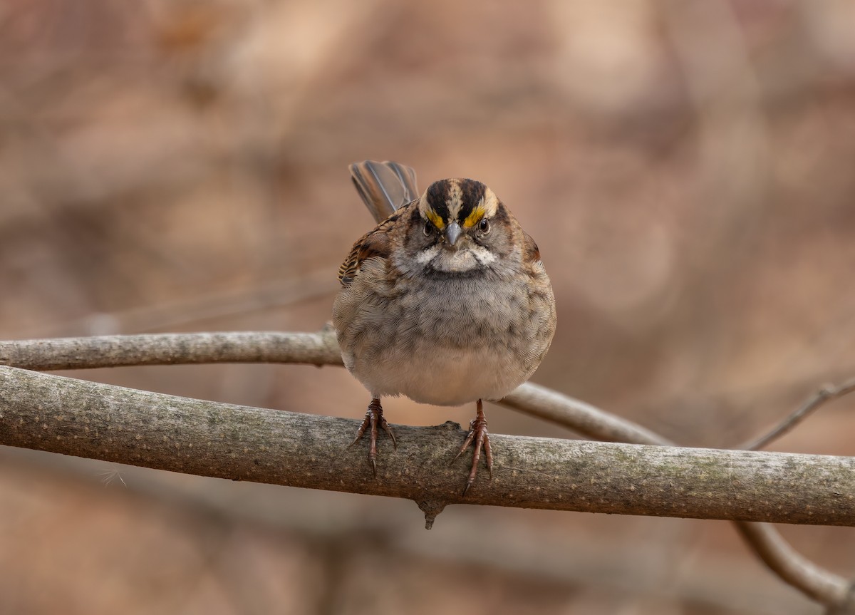 strnadec bělohrdlý - ML646919787
