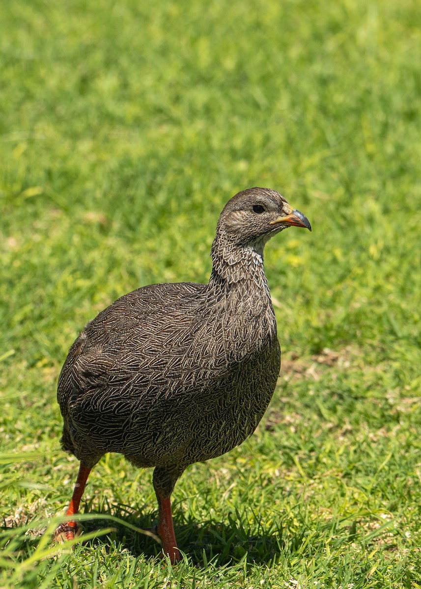 Cape Spurfowl - ML646919788